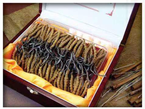 宿城冬虫夏草回收